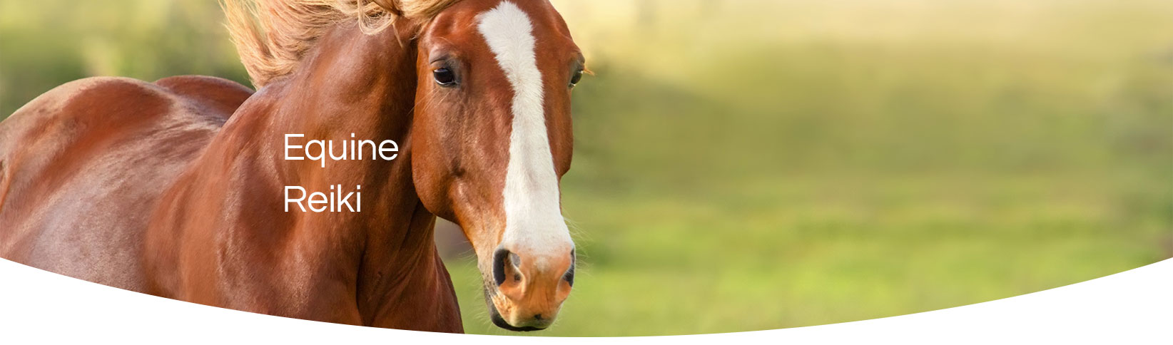 Equine Reiki in Yorkshire