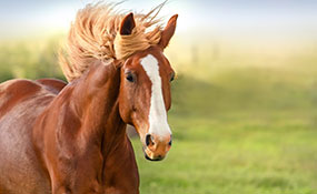 Equine reiki in Yorkshire